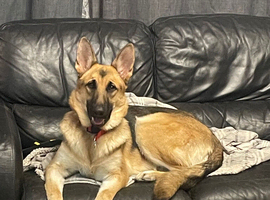 German shepherd dogs