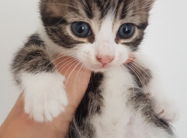 weet 5‑week‑old male kitten with a cute curled tail. Healthy, playful and well‑socialised