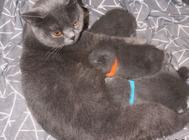 5 Blue British Shorthairs