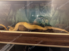 Banana python