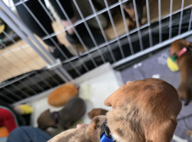 Miniature  Dachshund pups