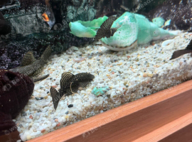 Pleco&rsquo;s for Sale
