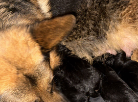 2 Gorgeous Golden Shepherd Female Puppies Seeking their Forever Home!!
