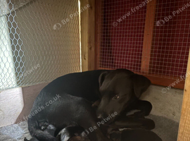 Patterdale puppies for sale