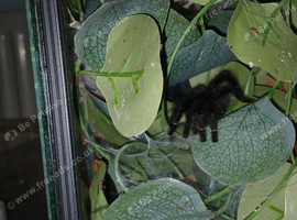 Avicularia Purpurea - Purple Pinktoe