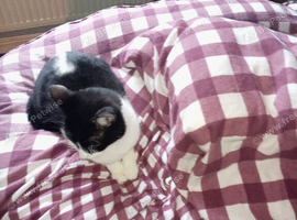 Black and white cat