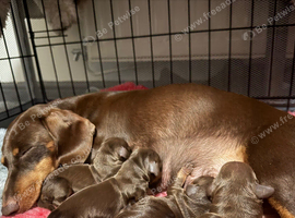 Miniature dachshund puppies