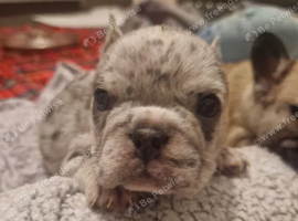 PEDIGREE FRENCH BULLDOG PUPPIES