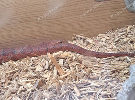 Corn snake on own