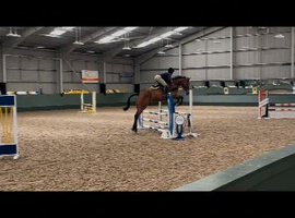 6yo kwpn x gelding