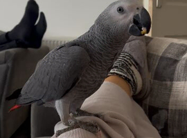 Talking African Grey &ldquo;Gizmo&rdquo; &ndash; 1 Year Old &ndash; Funny, Cheeky & Friendly
