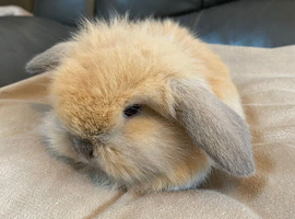 Mini lop litter. Lovely temperaments.