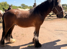 Cob gelding