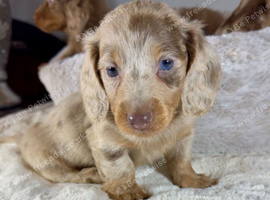 Miniature Dachshund Puppies Ready To Reserve For Sale