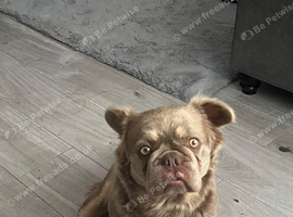 Fluffy French bull dog