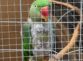 Ring neck for sale