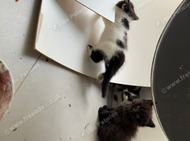 Beautiful Fluffy Kittens - 2 Months Old