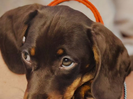 Dachund puppy