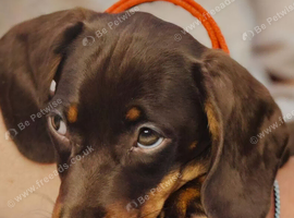 Dachund puppy for sale