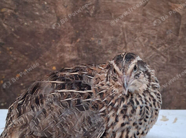 Coturnix quail breeding group
