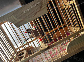 Pair of hex finch