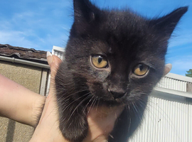 3 X fluffy Black 9 week old kittens
