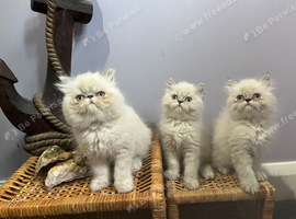 Ready Now. 3 little Persian Pirates ready to sail