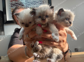 Ragdoll X Persian One Girl Left