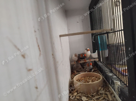 6 young zebra finches
