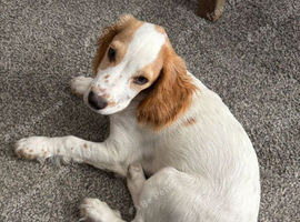 Spaniel rehome