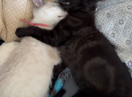 2 kittens looking for loving homes