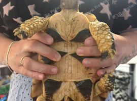 Mario needs a new home