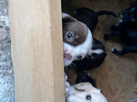 Boston Terrier X French Bulldog