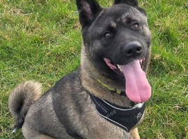 2yr old American akita