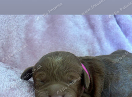Beautiful F4B Miniature Goldendoodle Puppies