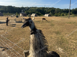 Female Emu