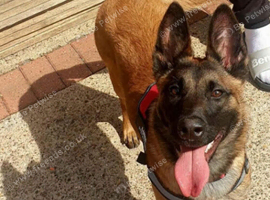 Looking for a loving new home for female Belgian Malinois. in Scunthorpe