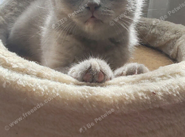 British shorthair kittens