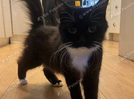 Domestic longhair kittens