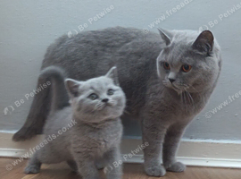 Gorgeous British Shorthair Kittens
