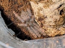 Phormingochilus sp Sabah red female