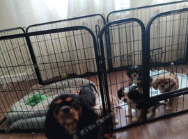 Beautiful Cavalier King Charles Spaniel puppies