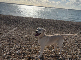 KC Female Labrador