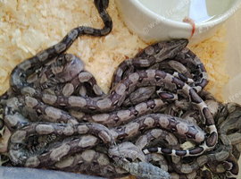 Boa Constrictor Imperator Silver Bullet Hatchlings x 16