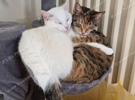 2 female bonded pair