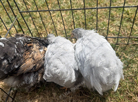 Pekin pullets