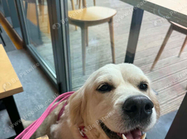 3 year old golden retriever