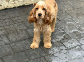 Show cocker spaniel female 6months old
