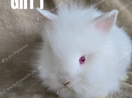BEAUTIFUL PUREBRED LIONHEAD BABIES