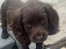 Cocker spaniel boys